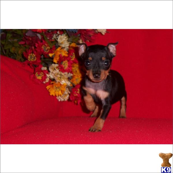 Miniature Pinscher Puppies